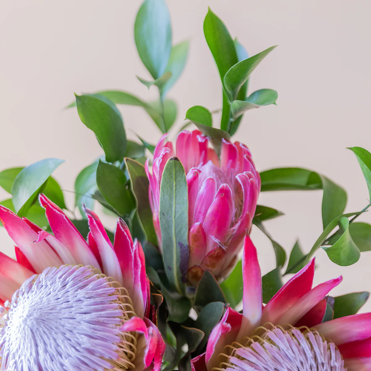 Las Proteas - Selección de proteas - Image 4