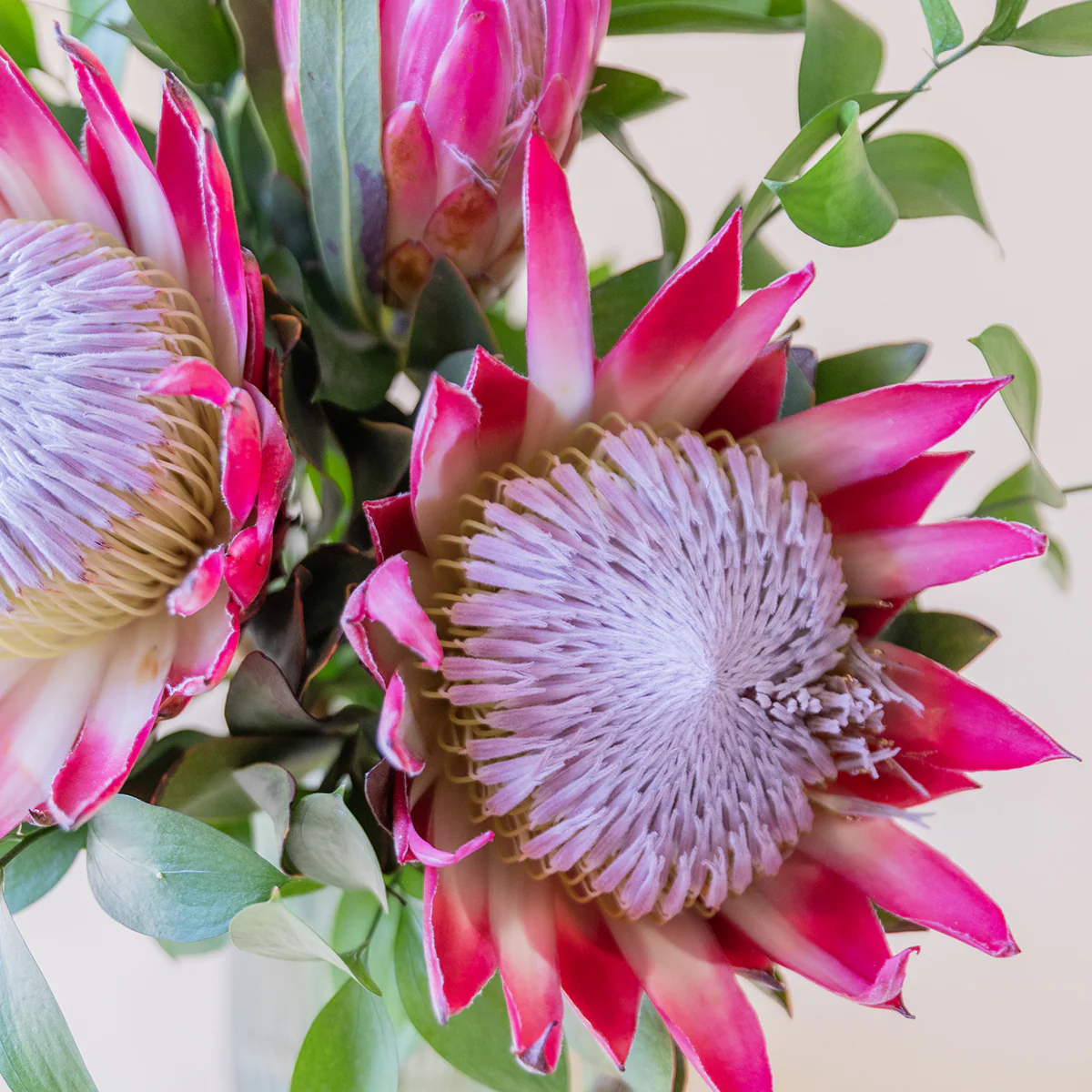 Las Proteas - Selección de proteas - Image 5