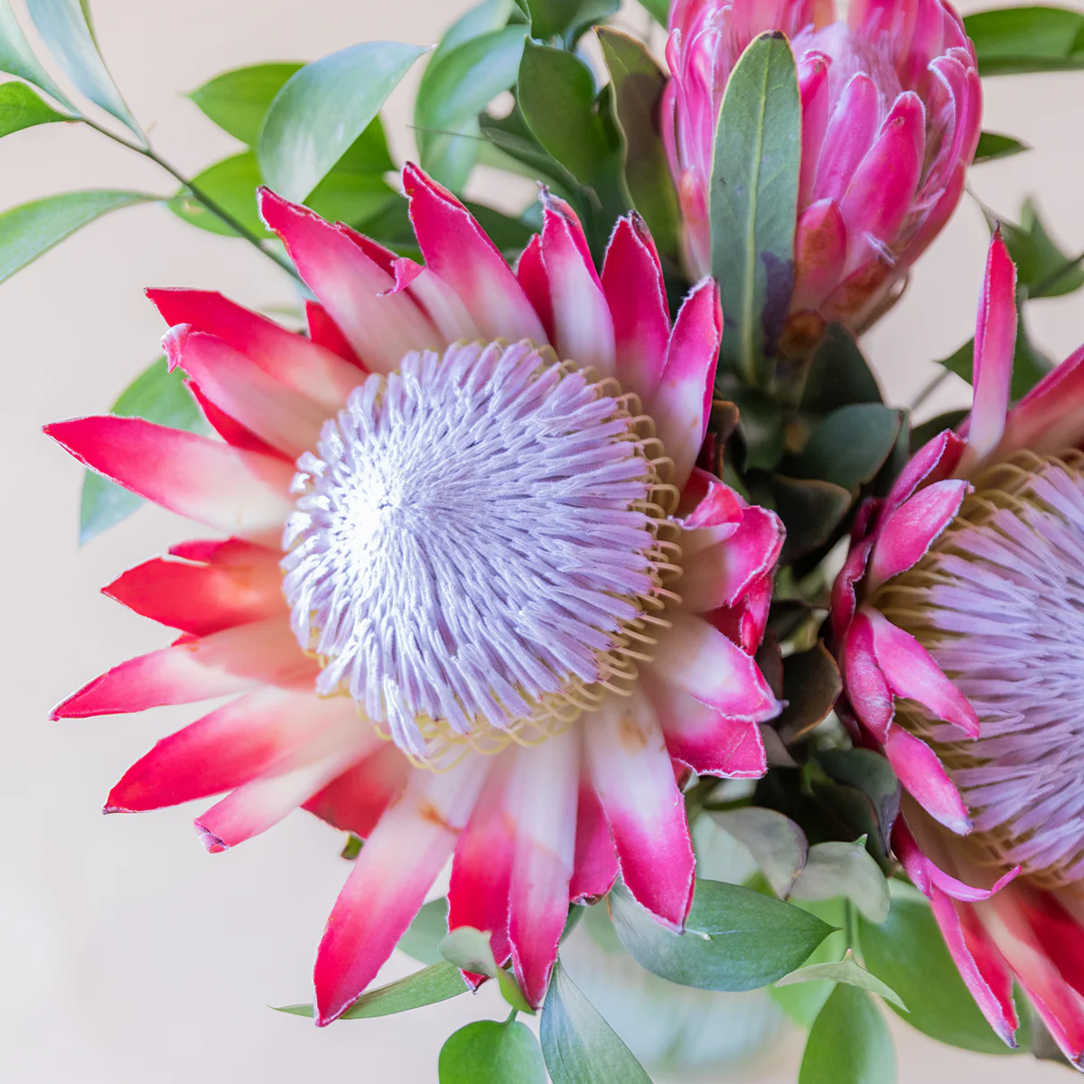 Las Proteas - Selección de proteas - Image 7