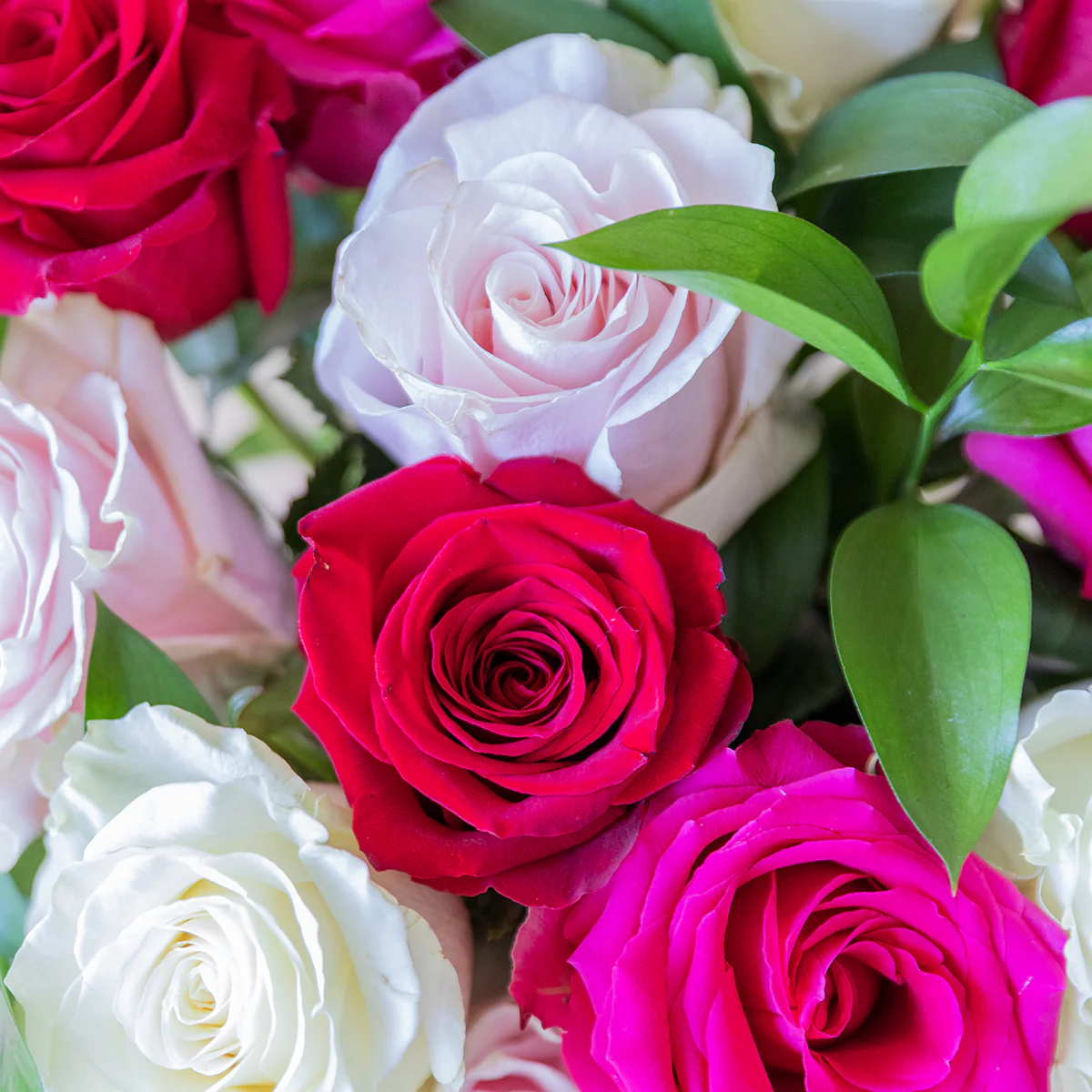 Las Rosas - Selección de rosas de colores - Image 6