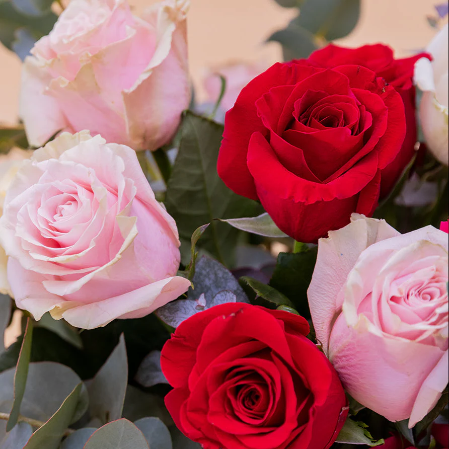 Las Rosas XL - Rosas de colores - Image 3