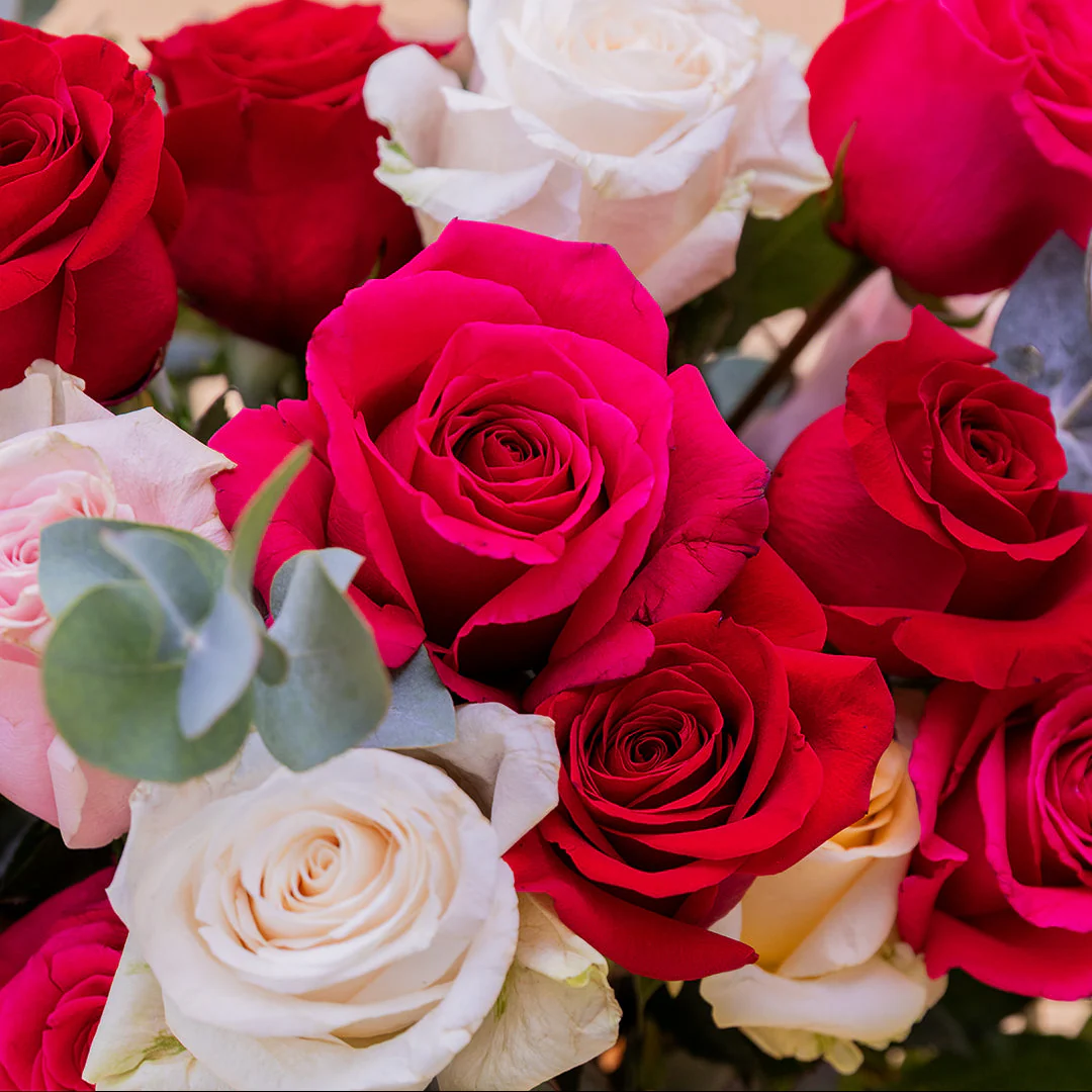 Las Rosas XL - Rosas de colores - Image 5