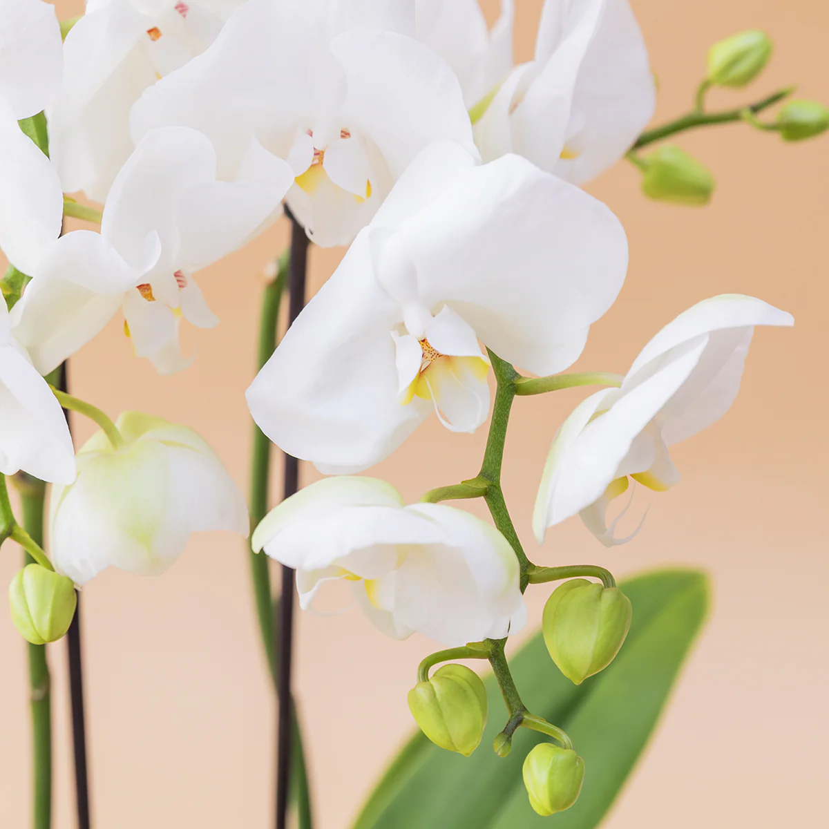 Orquídea Blanca con Envoltorio y Tarjeta - Image 4