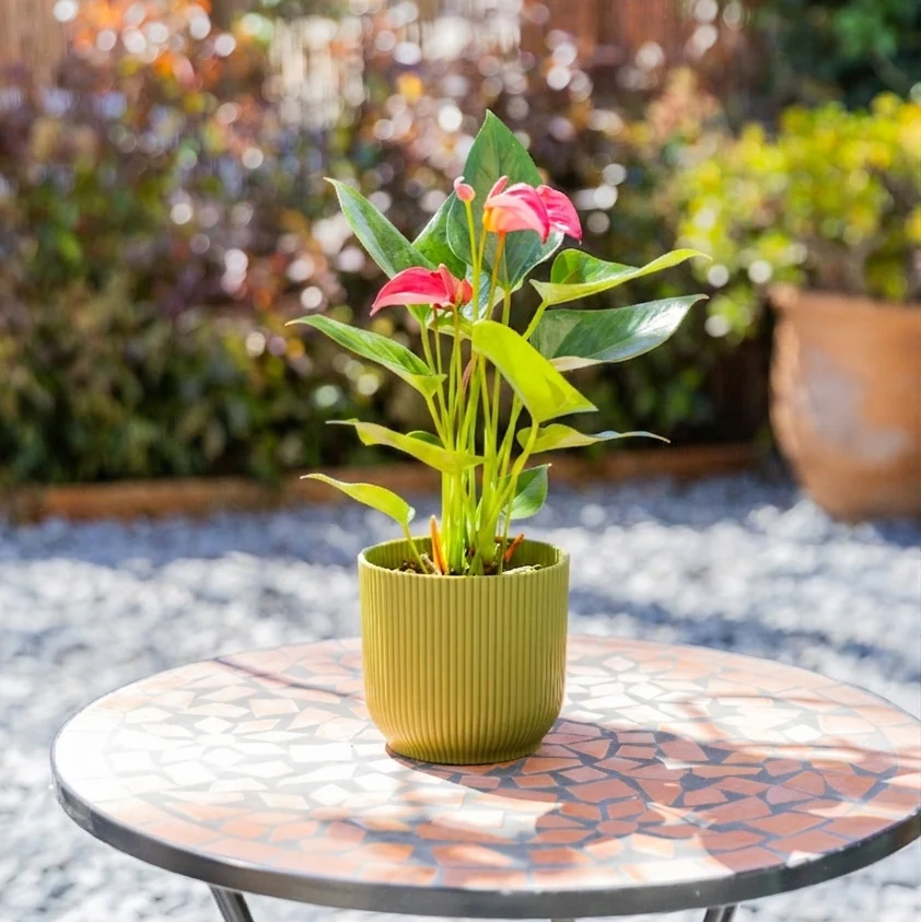 El Anthurium - Anthurium Morado - Image 3