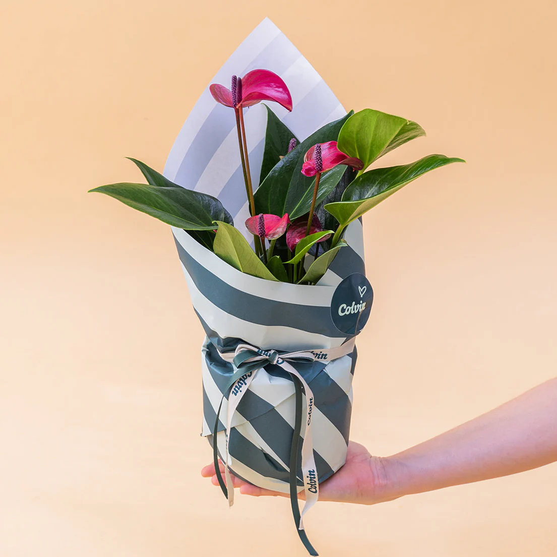 El Anthurium - Anthurium Morado - Image 4