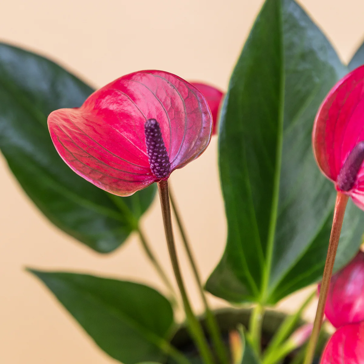 El Anthurium - Anthurium Morado - Image 5