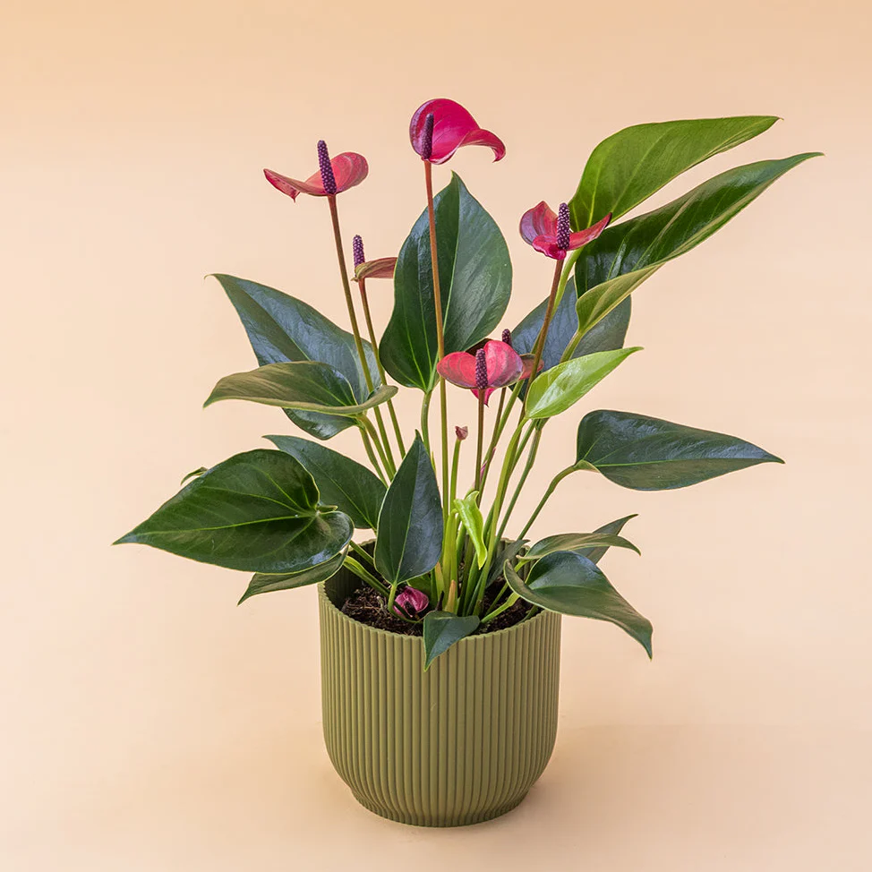 El Anthurium - Anthurium Morado - Image 6