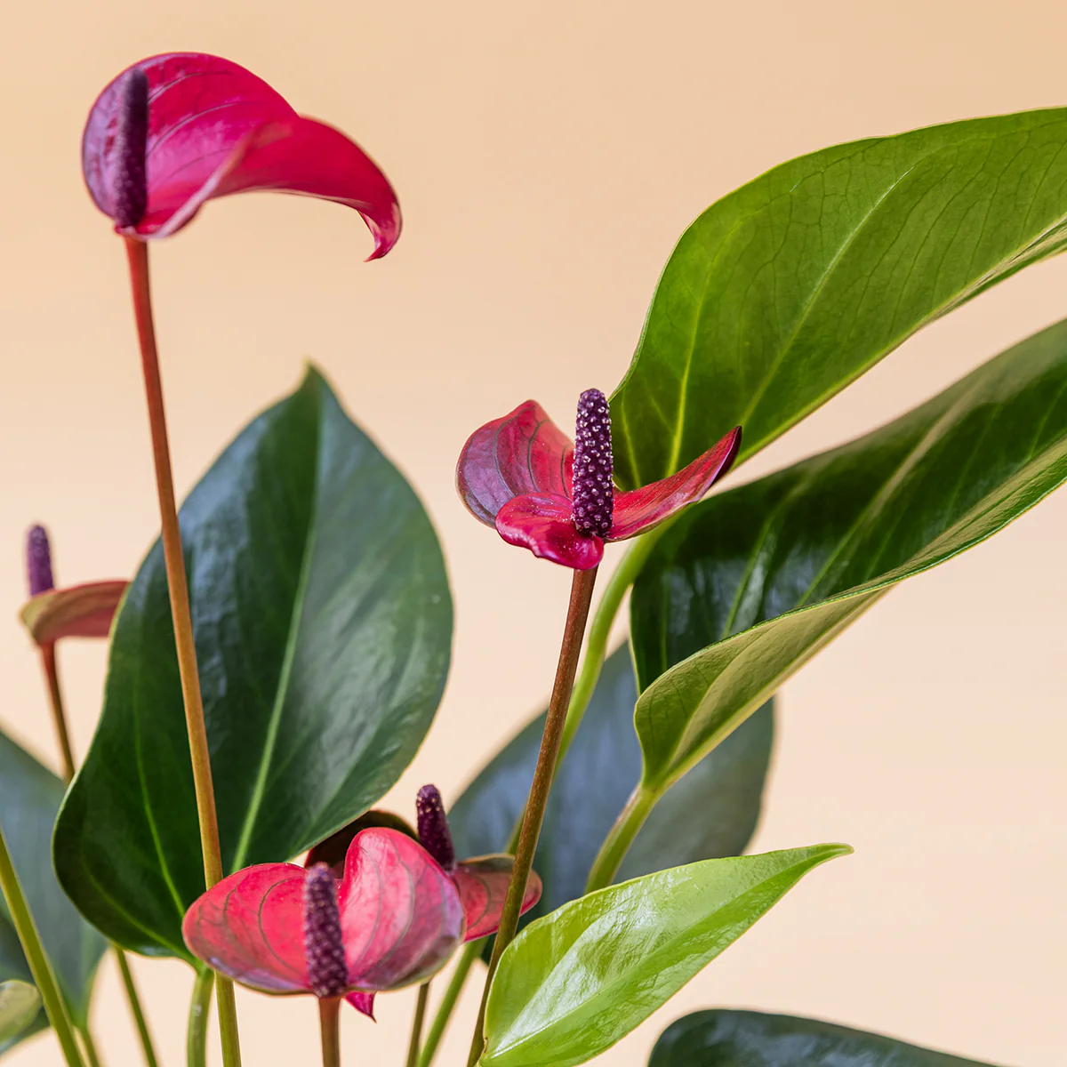 El Anthurium - Anthurium Morado - Image 7