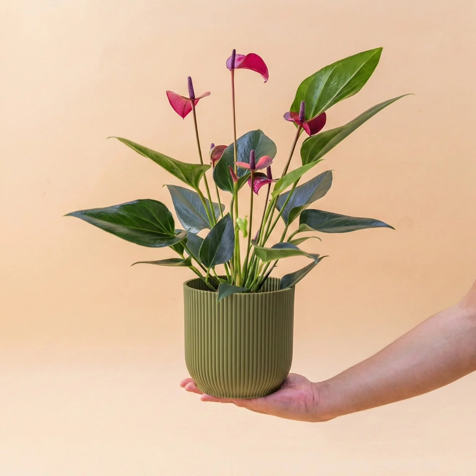 El Anthurium - Anthurium Morado - Image 8