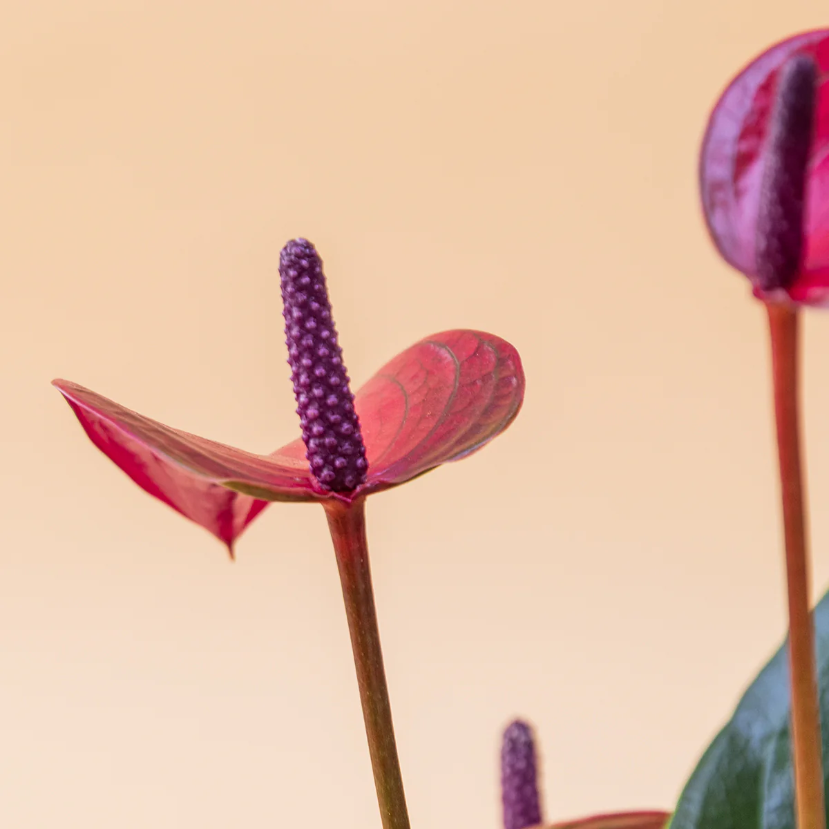 El Anthurium - Anthurium Morado - Image 9