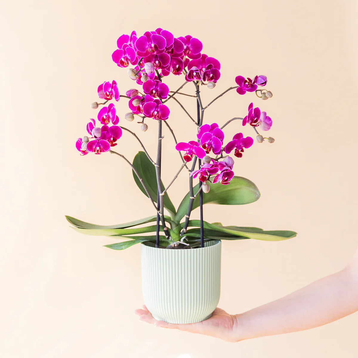 La Orquídea - Orquídea Fucsia - Image 3