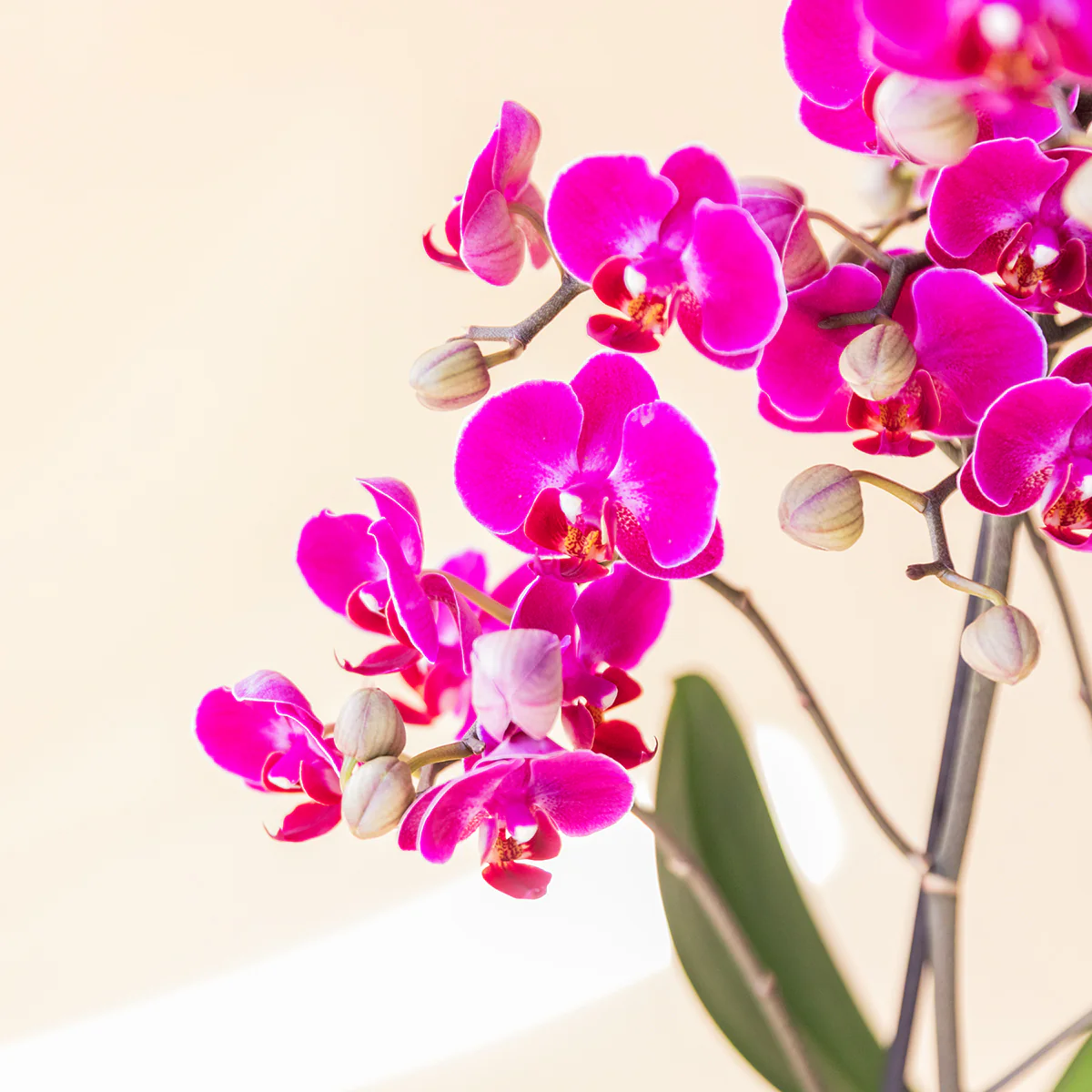 La Orquídea - Orquídea Fucsia - Image 4