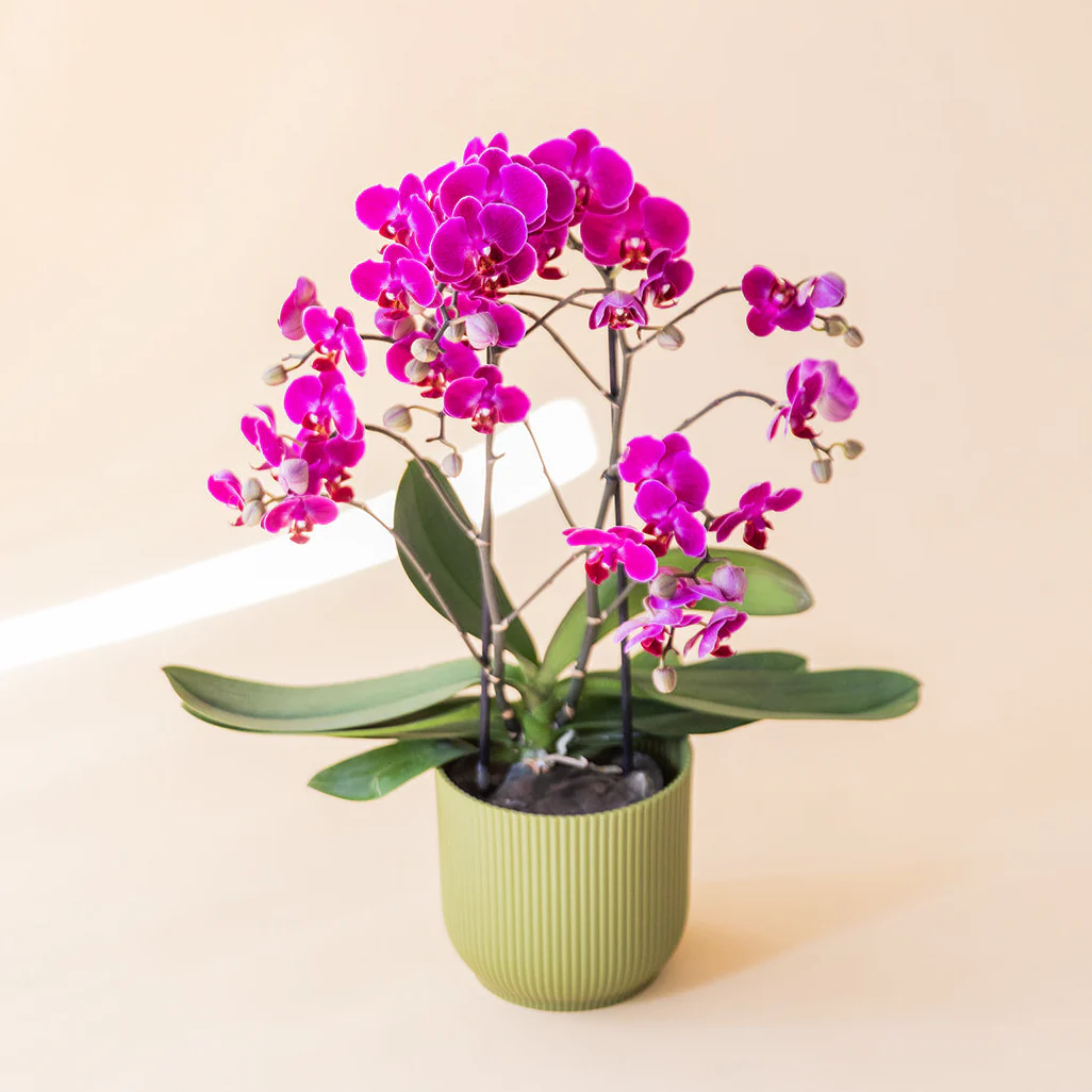 La Orquídea - Orquídea Fucsia - Image 5