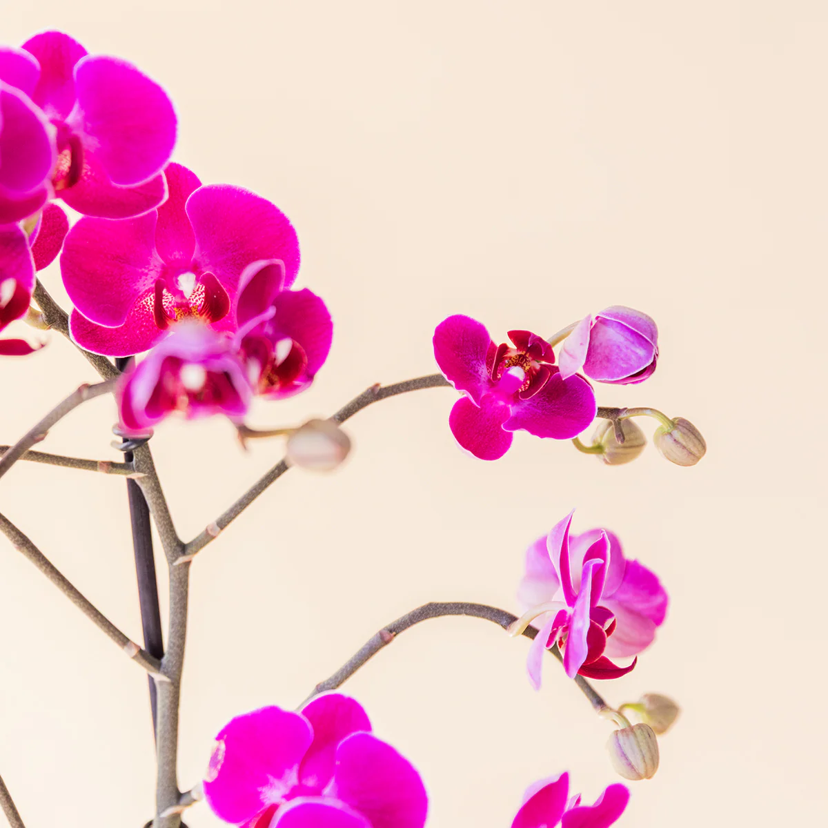 La Orquídea - Orquídea Fucsia - Image 6